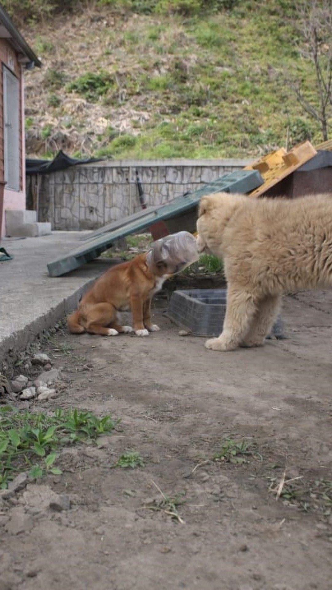 A Stray Dog's Life on the Edge with a Jar Trapping His Head