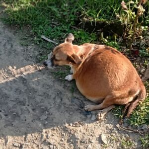From Despair to Radiance: Juanita's Rescue and Recovery Journey