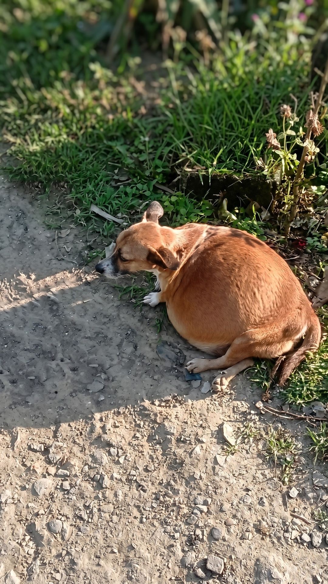 From Despair to Radiance: Juanita's Rescue and Recovery Journey