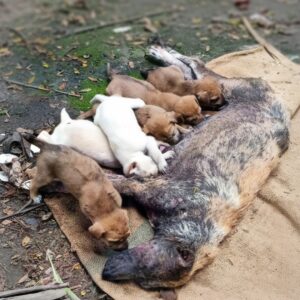 From Hidden Exhaustion to Embraced Safety: A Mother Dog's Unseen Journey