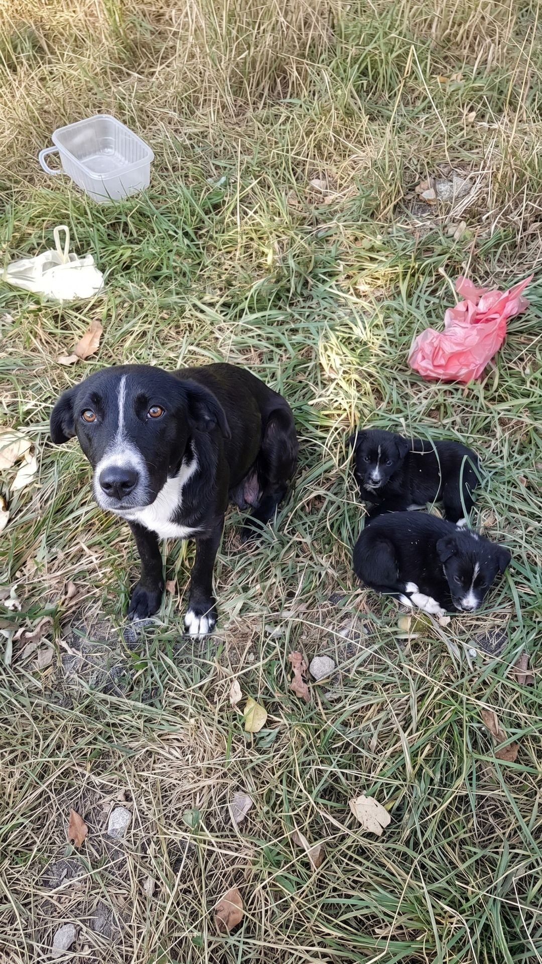 Tiny Lara Defies Odds After Life-Saving Surgery and Care