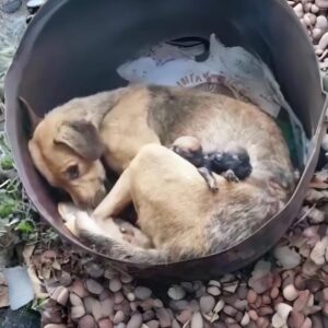 A Mother Dog's Struggle and Survival After Starvation