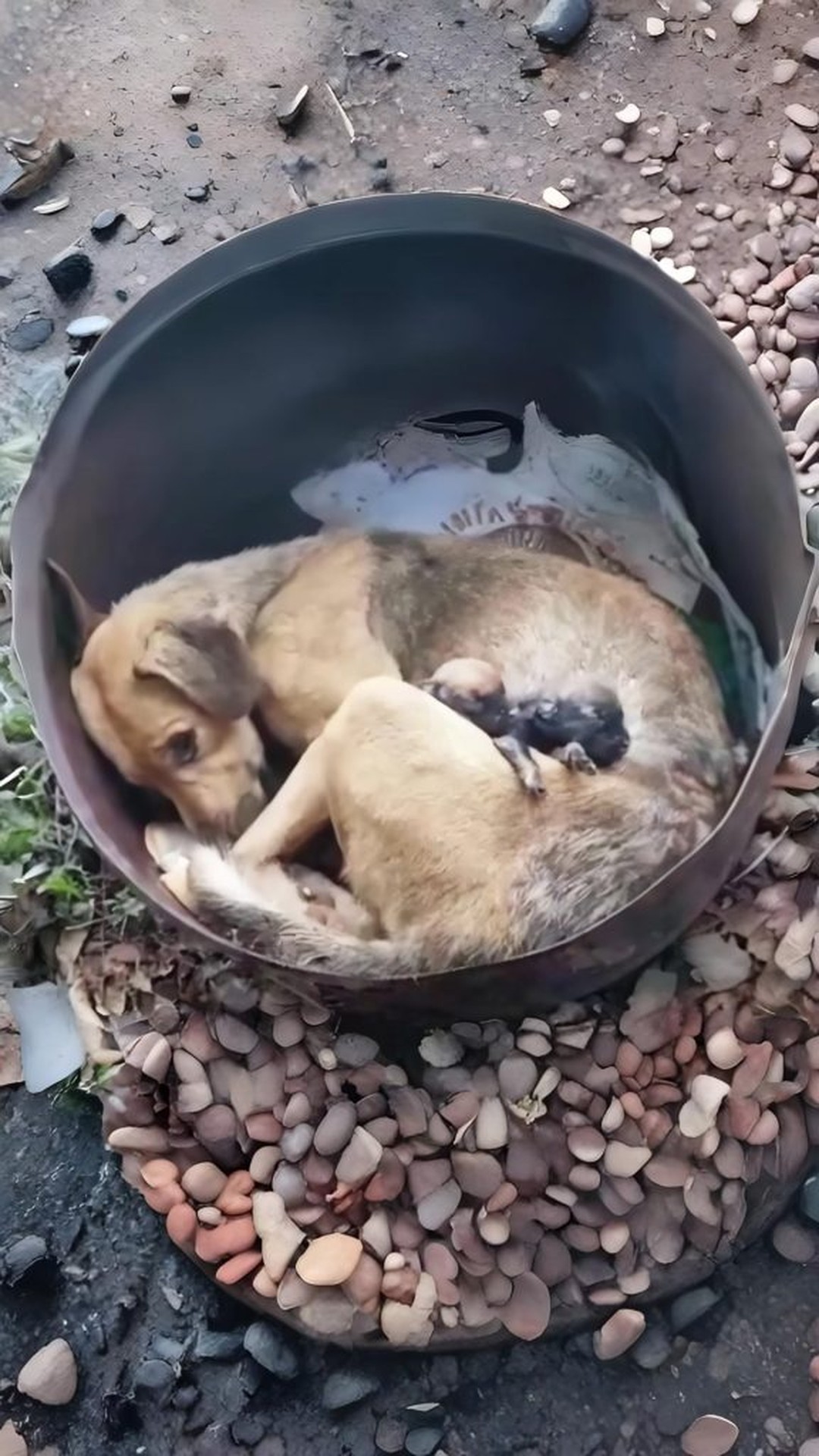 A Mother Dog's Struggle and Survival After Starvation