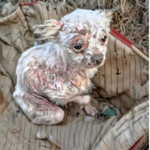 Rescue Discovery: Dog Found in Suitcase Transforms After Months of Healing