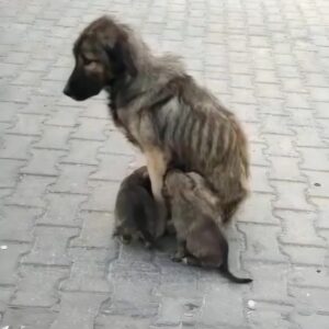Rescue Team Discovers Mother Dog Liza and Her Six Puppies in Abandoned Zone