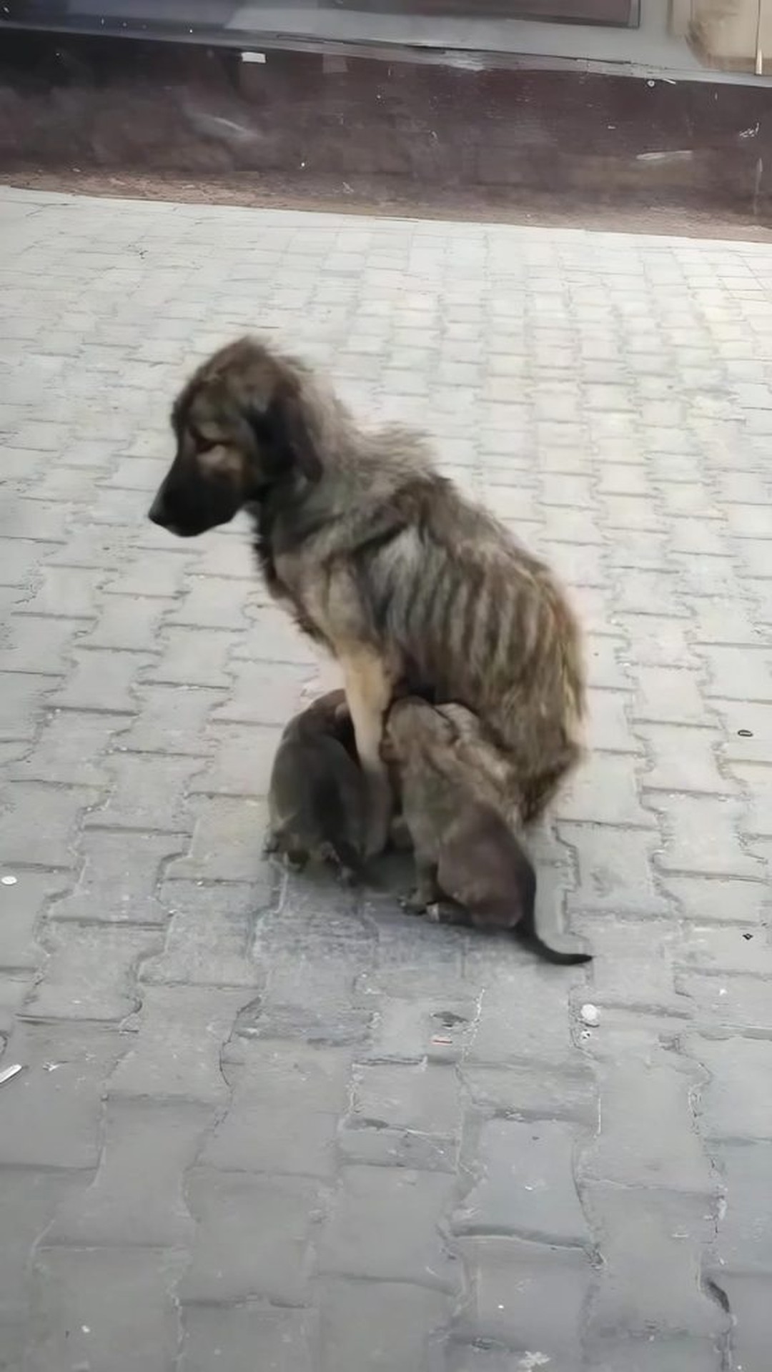 Rescue Team Discovers Mother Dog Liza and Her Six Puppies in Abandoned Zone