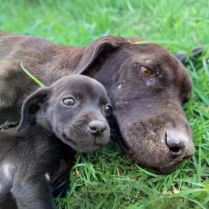 Paola the Dog Nudges Her Puppies to Life After Rescue