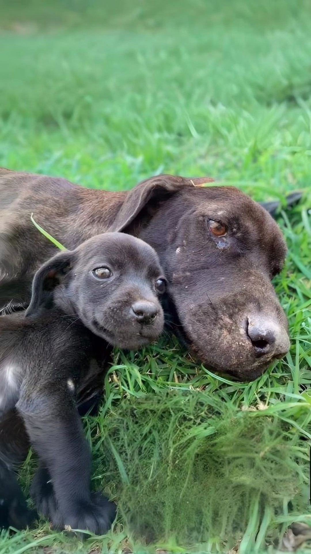 Paola the Dog Nudges Her Puppies to Life After Rescue