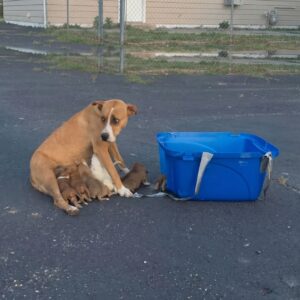 Dory and Her Eight Puppies Find Safety After Abandonment in Texas