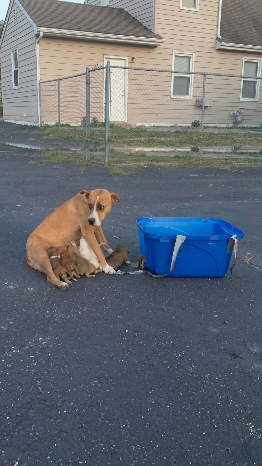 Dory and Her Eight Puppies Find Safety After Abandonment in Texas