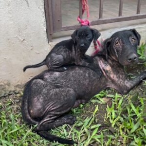 After Rescue: A Mother Dog's Journey to Recovery Over Two Weeks