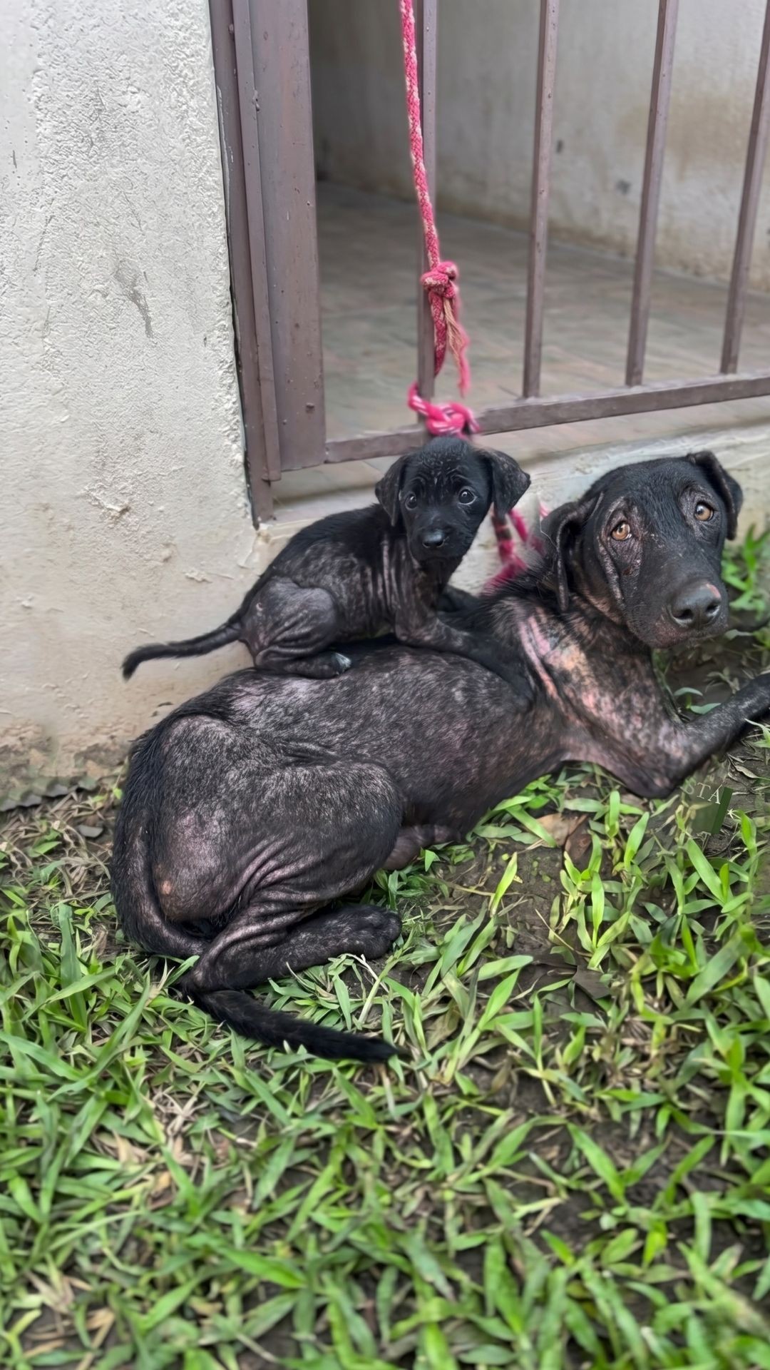 After Rescue: A Mother Dog's Journey to Recovery Over Two Weeks