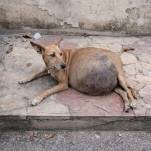 Tuzik's Journey: From Abandoned Puppy to Thriving with a Custom Wheelchair