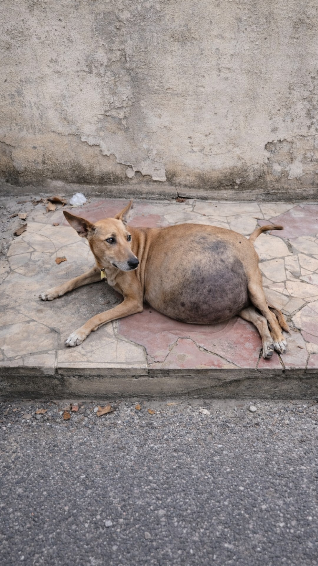 Tuzik's Journey: From Abandoned Puppy to Thriving with a Custom Wheelchair
