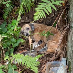 From Abandoned to Adopted: Rita's Journey with Her Four Puppies