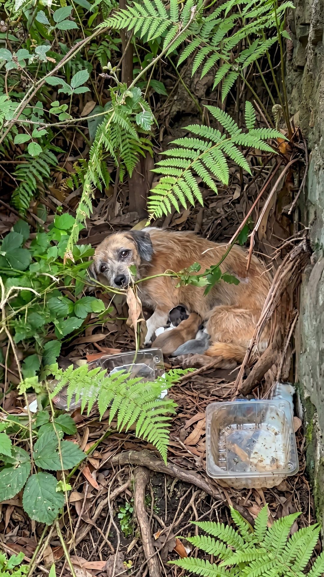 From Abandoned to Adopted: Rita's Journey with Her Four Puppies
