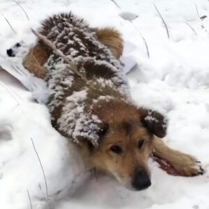 From Silent Suffering to Comfort: Max's Transformation Journey