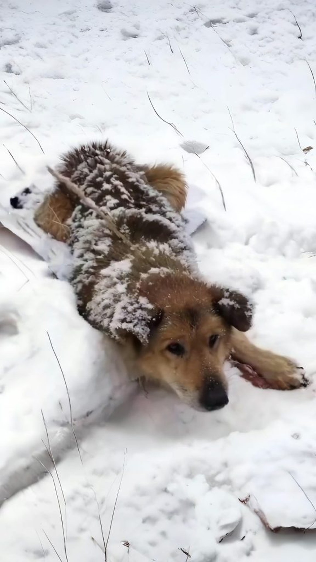 From Silent Suffering to Comfort: Max's Transformation Journey