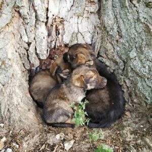 Three Orphaned Puppies Rescued from Abandonment Under a Tree