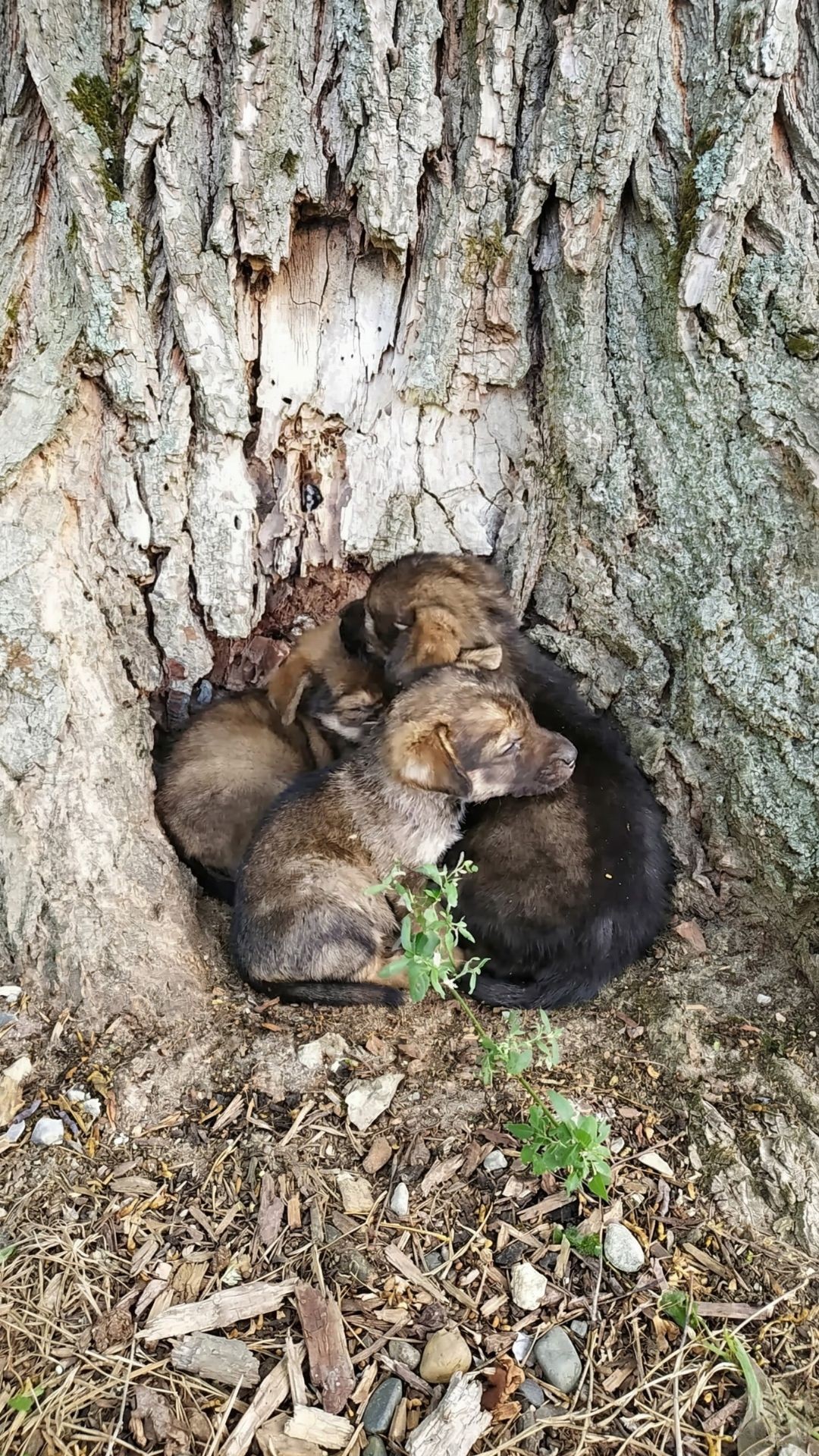 Three Orphaned Puppies Rescued from Abandonment Under a Tree