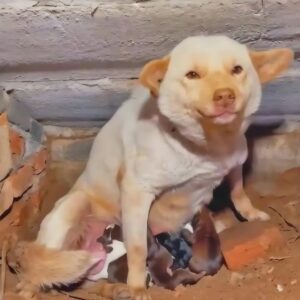 Mother Dog's First Moment of Trust After Rescue from the Streets