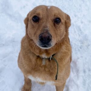 Rescuers Find Dika Abandoned in the Cold, Battling Severe Health Issues