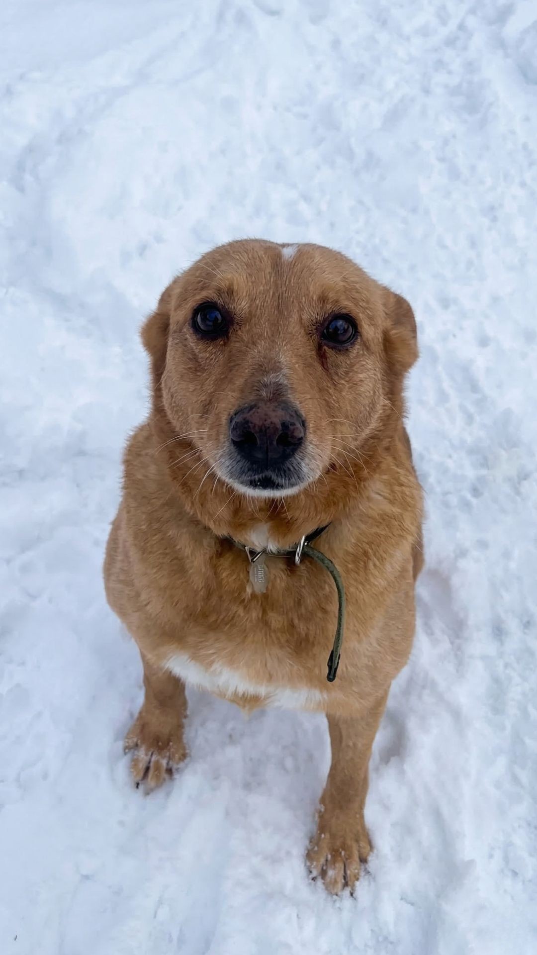 Rescuers Find Dika Abandoned in the Cold, Battling Severe Health Issues