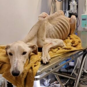 Couple Discovers Severely Malnourished Dog Hidden in Abandoned House