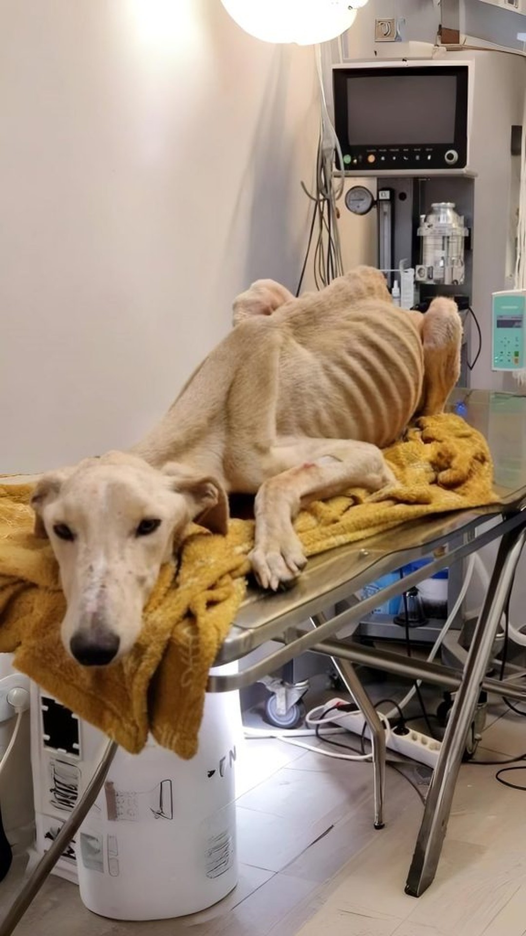 Couple Discovers Severely Malnourished Dog Hidden in Abandoned House