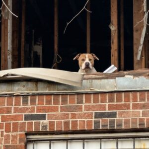 Snow Mageddon: The Pit Bull Who Found Comfort Amidst a Winter Storm