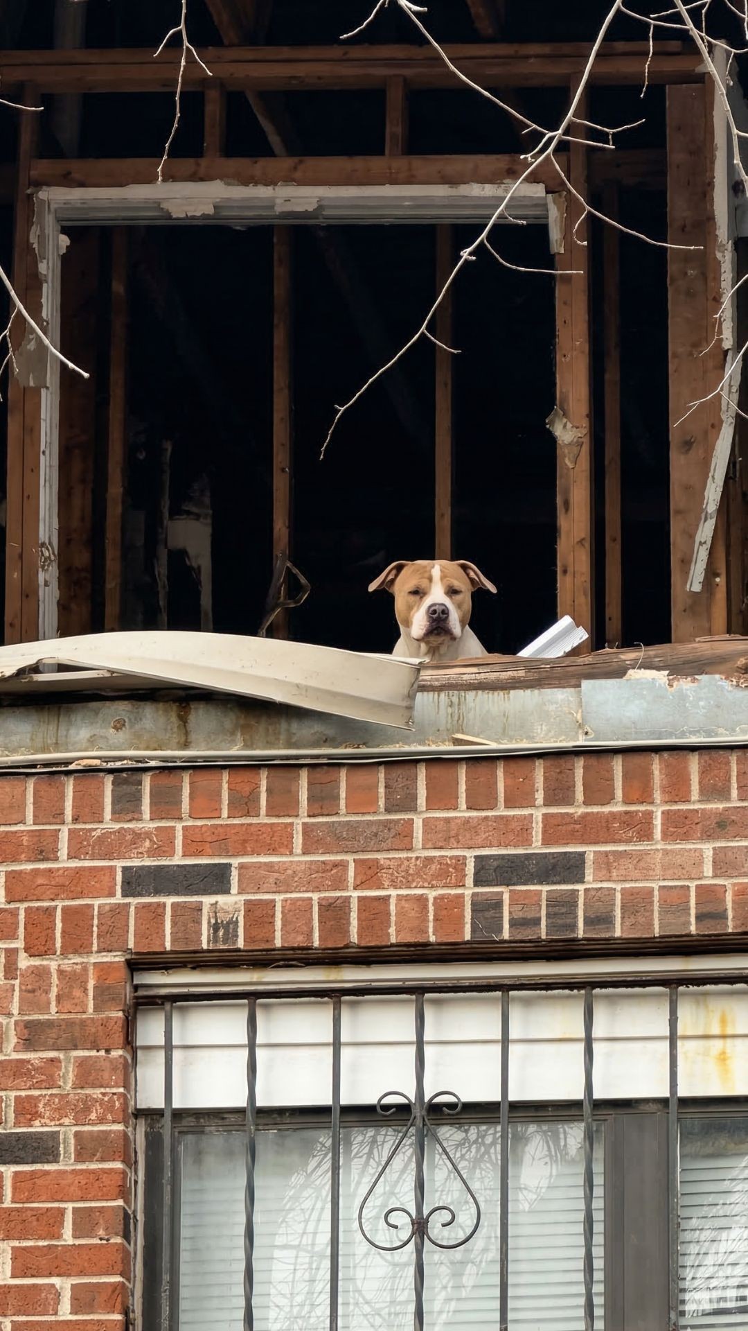 Snow Mageddon: The Pit Bull Who Found Comfort Amidst a Winter Storm