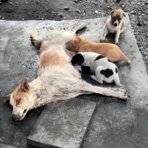 Saria Stands Up: A Mother Dog's Remarkable Resilience for Her Puppies