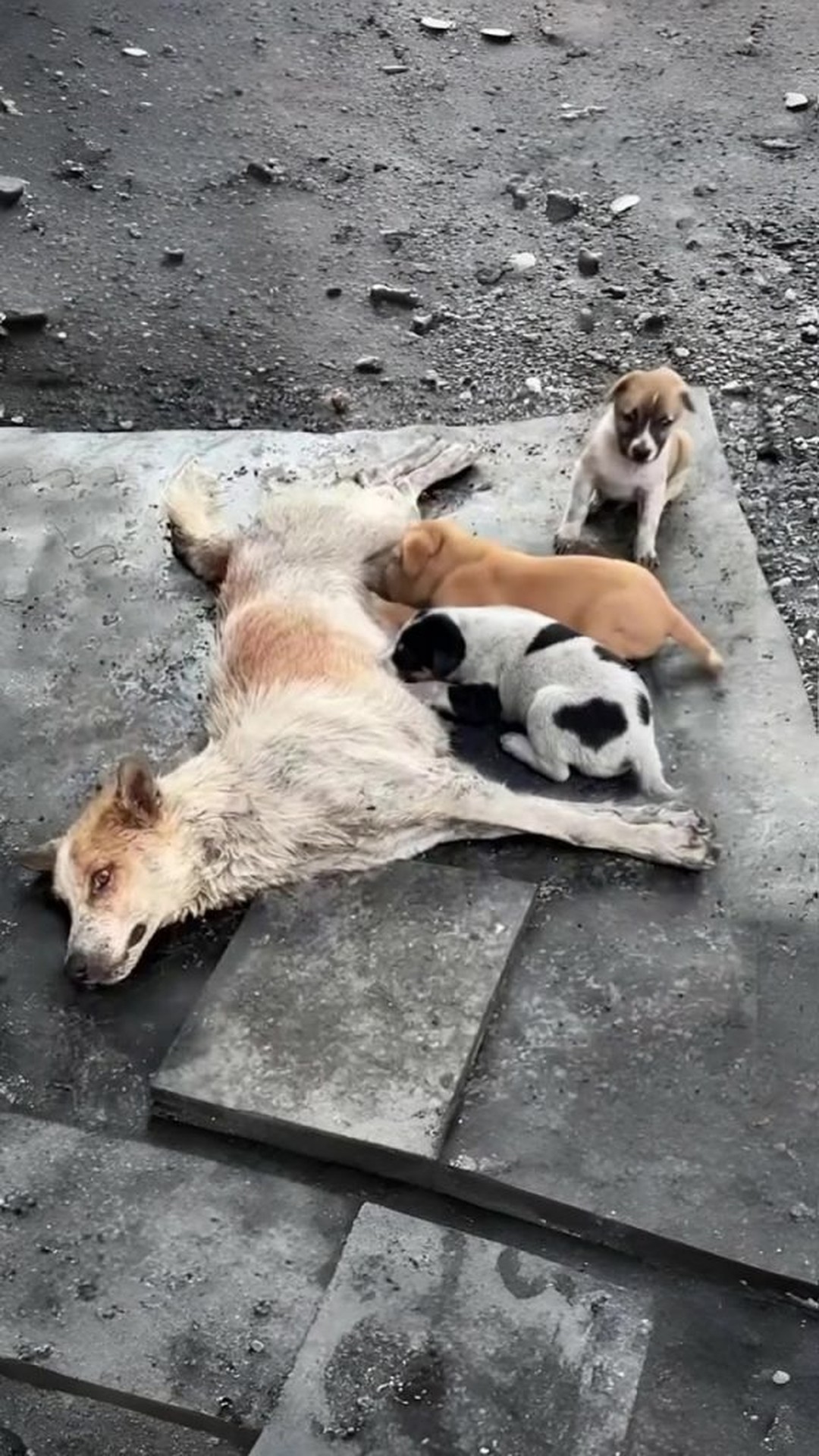Saria Stands Up: A Mother Dog's Remarkable Resilience for Her Puppies