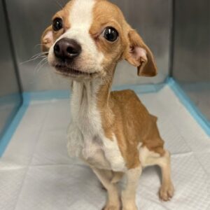 Rescue Team Revives Severely Starved Puppy Found in Bronx Apartment