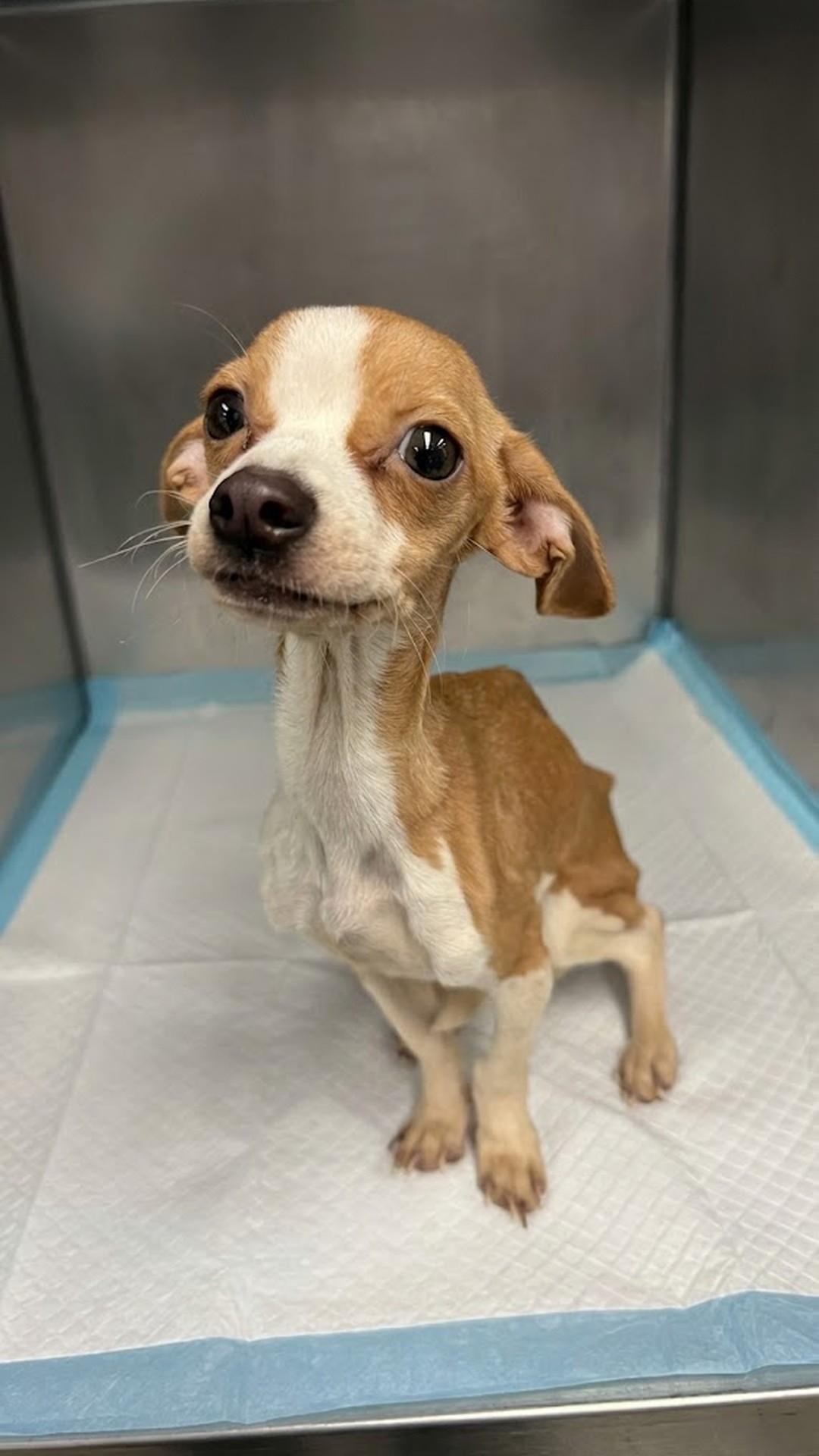 Rescue Team Revives Severely Starved Puppy Found in Bronx Apartment