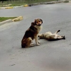 Rescue Begins When One Driver Stops for Two Dogs on the Roadside