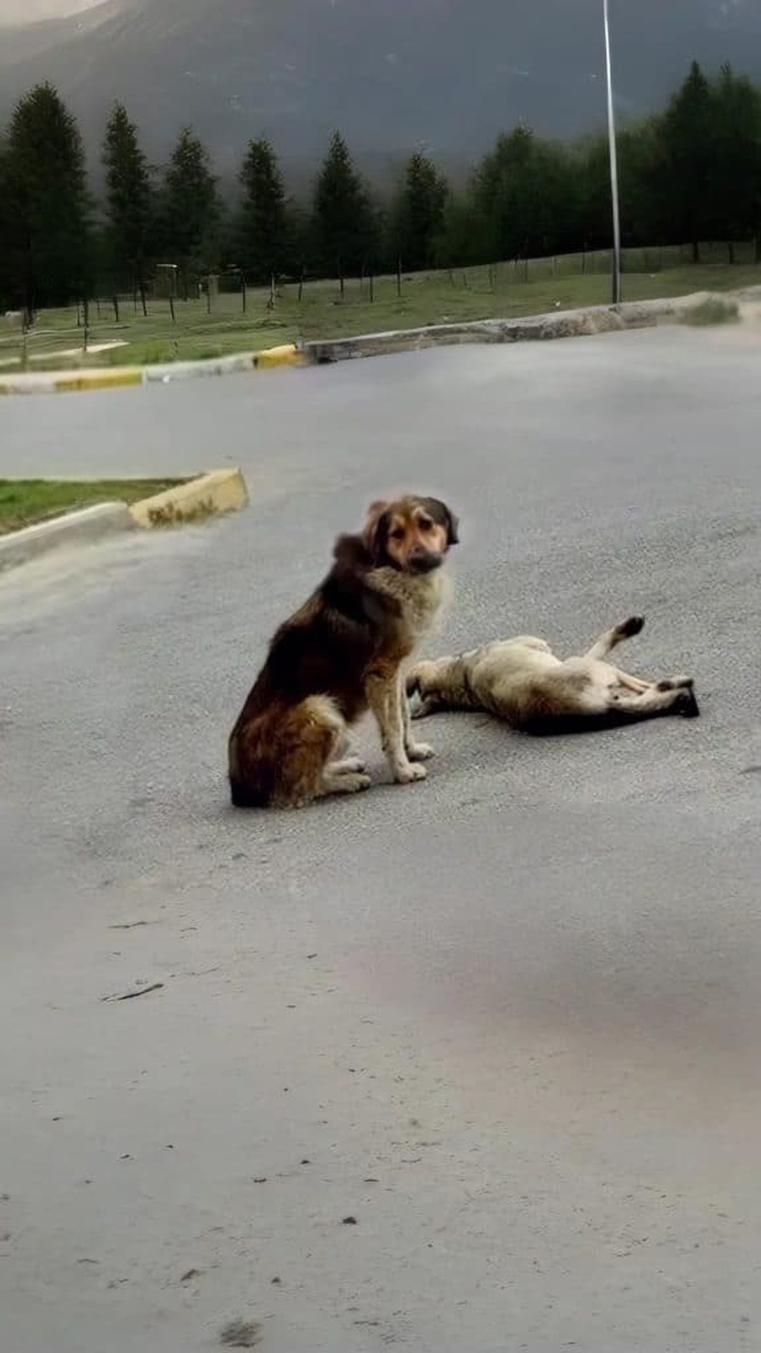 Rescue Begins When One Driver Stops for Two Dogs on the Roadside