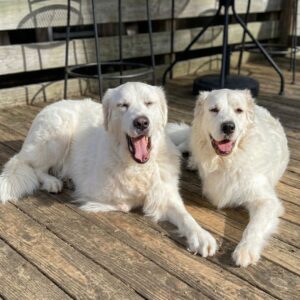 Two Brothers Reunited After Surviving Amputations and Adversity