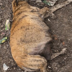 Hope's First Tail Wag After Rescue Signals a New Beginning