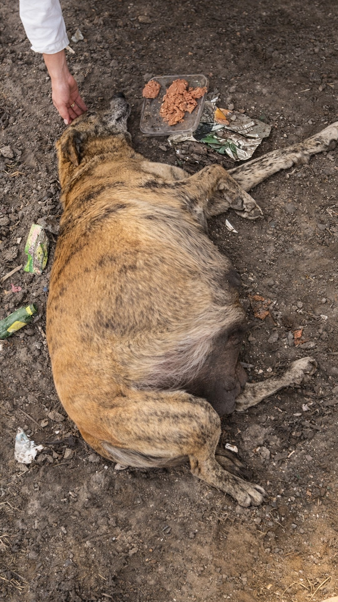 Hope's First Tail Wag After Rescue Signals a New Beginning