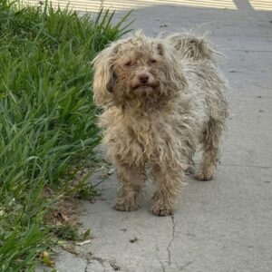 Tucker's Transformation: From Forgotten Stray to Beloved Companion in Just Days
