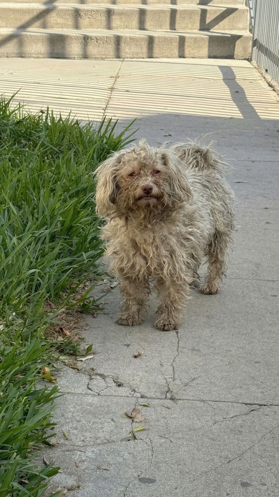 Tucker's Transformation: From Forgotten Stray to Beloved Companion in Just Days