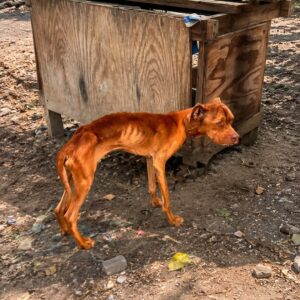 Justice's Remarkable Recovery: Progress Over Six Months After Rescue