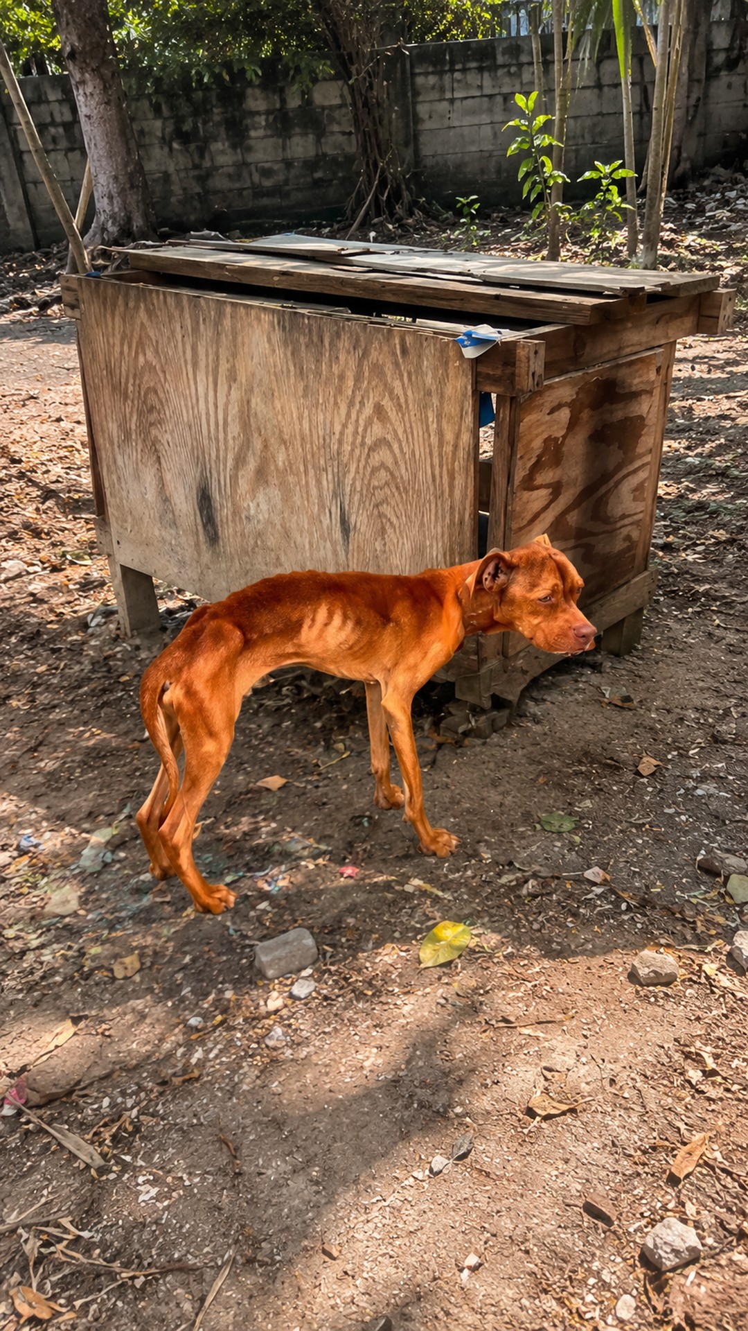Justice's Remarkable Recovery: Progress Over Six Months After Rescue