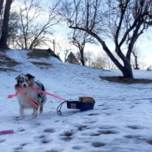From Indoor Practice to Outdoor Adventures: A Dog and Cat's Winter Bond