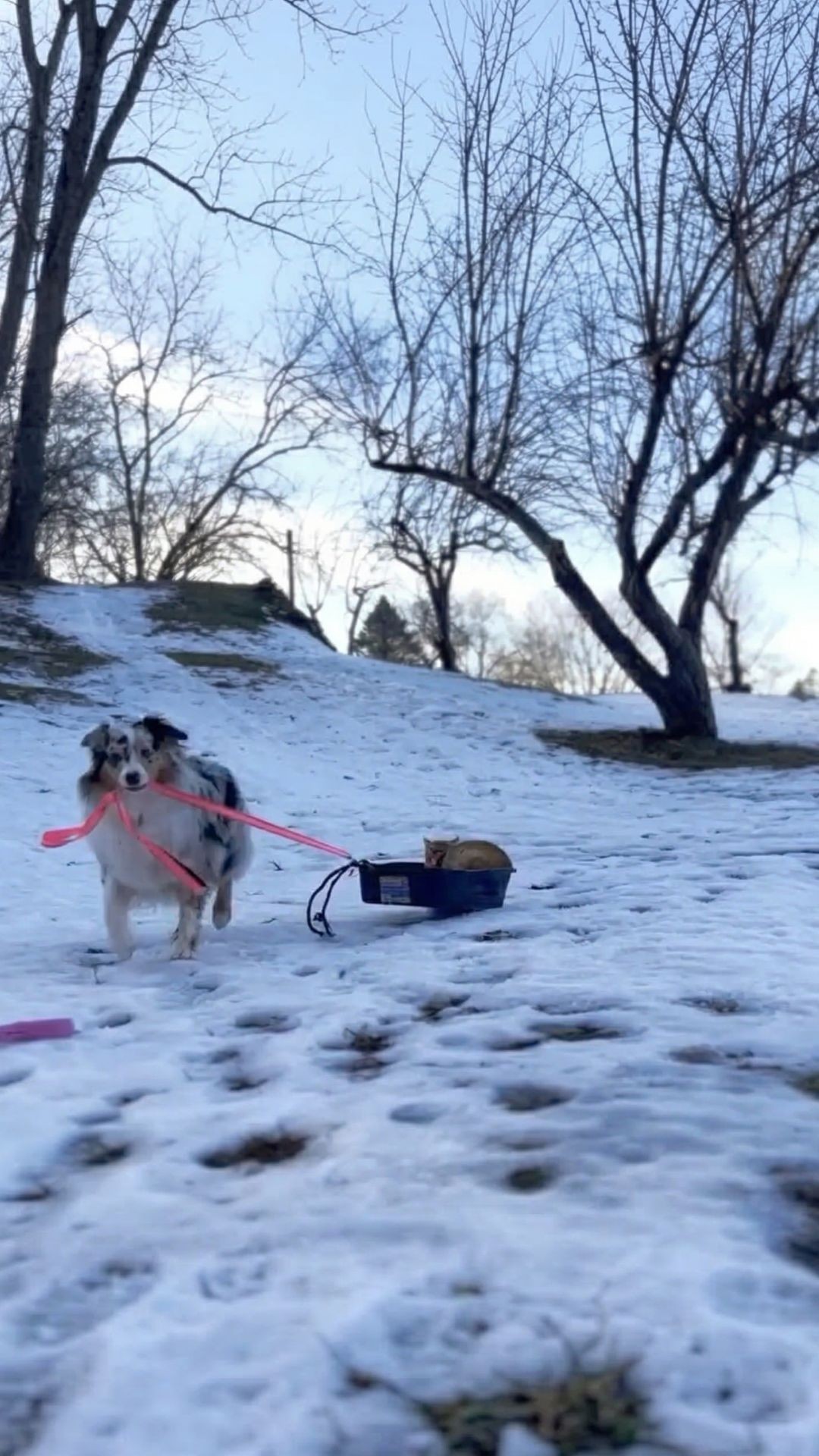 From Indoor Practice to Outdoor Adventures: A Dog and Cat's Winter Bond