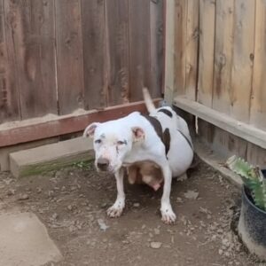 From Hidden Pregnant Abandonment to a Joyful Nursery of Nine Puppies