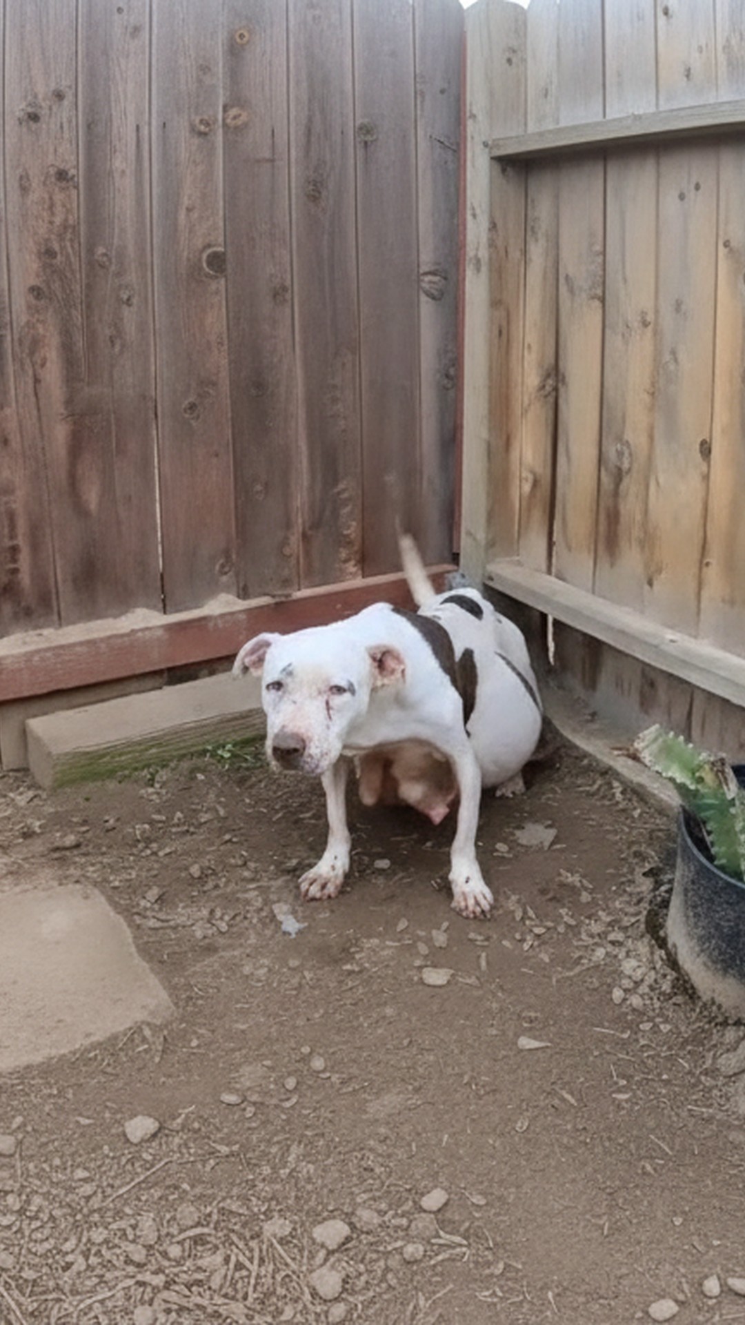 From Hidden Pregnant Abandonment to a Joyful Nursery of Nine Puppies