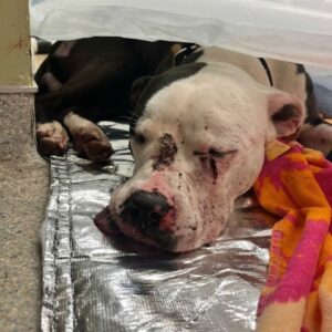 Wallace the Rescue Dog Showers His Heroes with Millions of Kisses