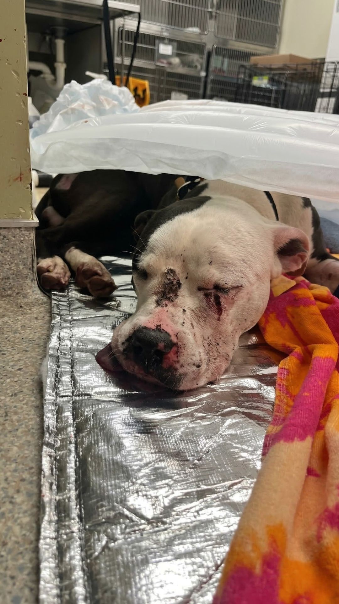 Wallace the Rescue Dog Showers His Heroes with Millions of Kisses